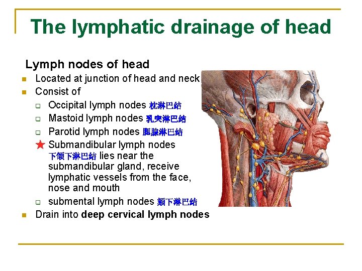 The lymphatic drainage of head Lymph nodes of head n n n Located at