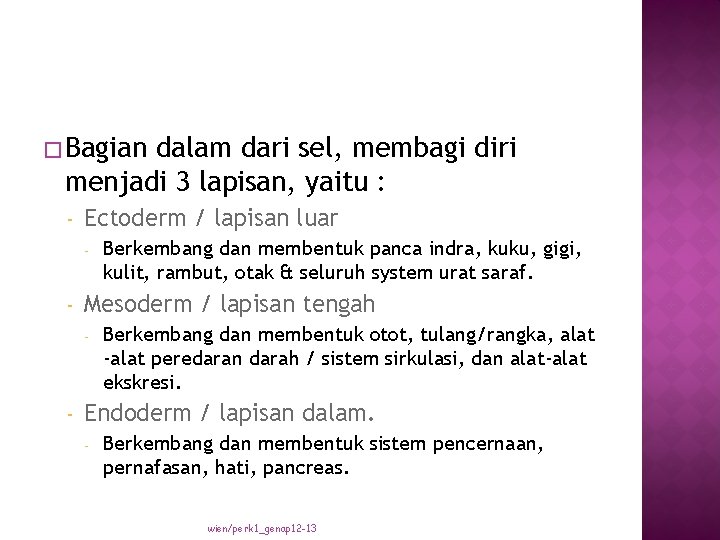 � Bagian dalam dari sel, membagi diri menjadi 3 lapisan, yaitu : - Ectoderm