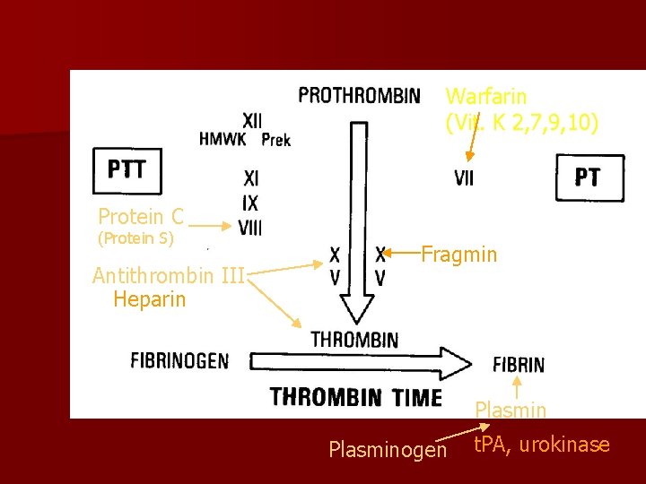 Warfarin (Vit. K 2, 7, 9, 10) Protein C (Protein S) Antithrombin III Heparin