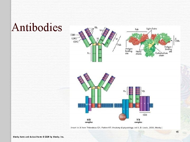 Antibodies 15 Mosby items and derived items © 2006 by Mosby, Inc. 