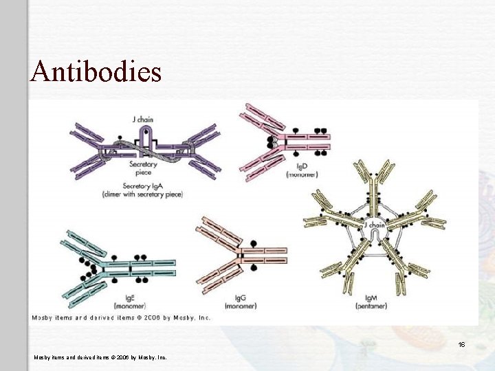 Antibodies 16 Mosby items and derived items © 2006 by Mosby, Inc. 