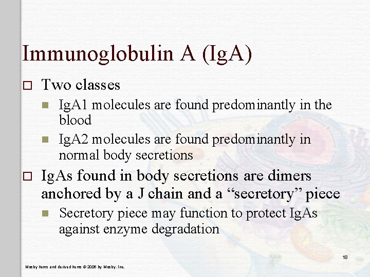 Immunoglobulin A (Ig. A) o Two classes n n o Ig. A 1 molecules