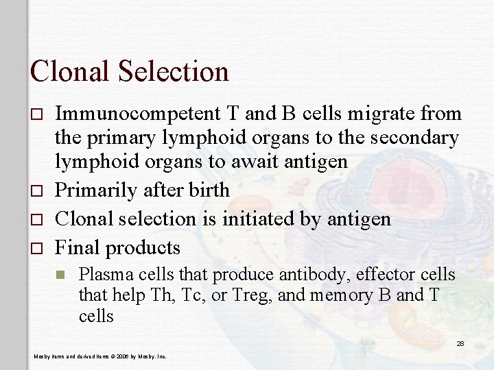 Clonal Selection o o Immunocompetent T and B cells migrate from the primary lymphoid