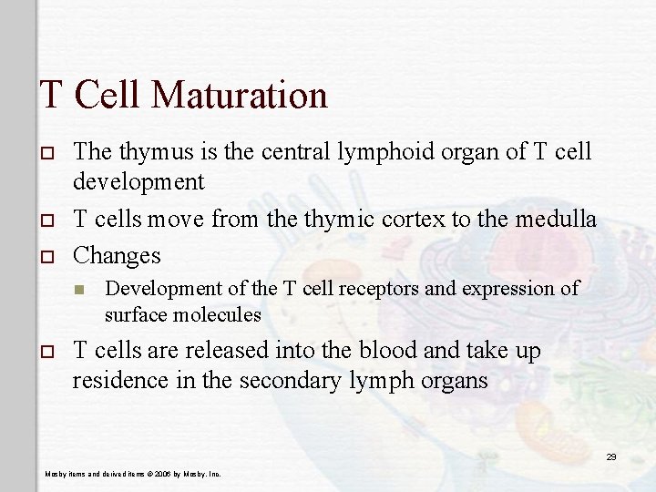 T Cell Maturation o o o The thymus is the central lymphoid organ of
