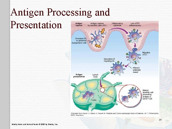 Antigen Processing and Presentation 31 Mosby items and derived items © 2006 by Mosby,