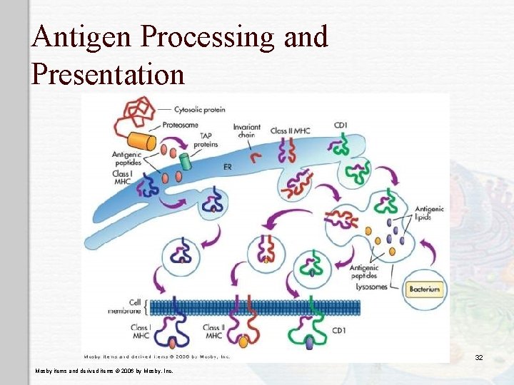Antigen Processing and Presentation 32 Mosby items and derived items © 2006 by Mosby,