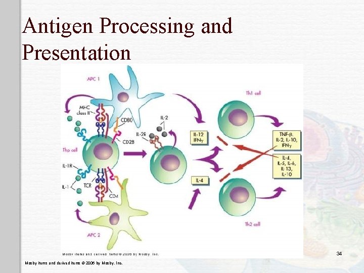 Antigen Processing and Presentation 34 Mosby items and derived items © 2006 by Mosby,