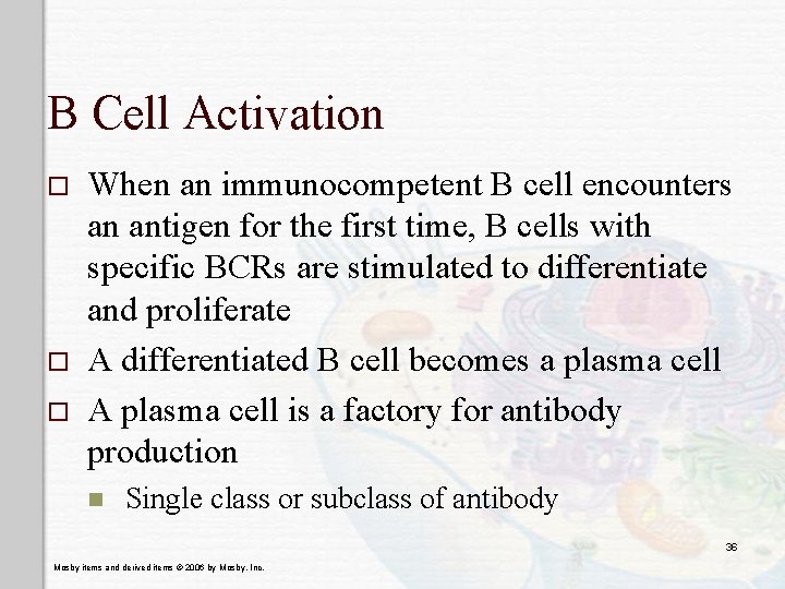 B Cell Activation o o o When an immunocompetent B cell encounters an antigen