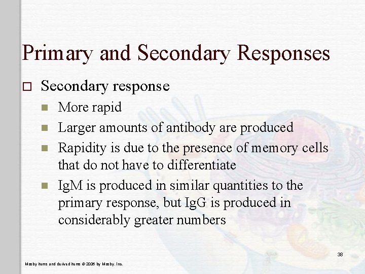 Primary and Secondary Responses o Secondary response n n More rapid Larger amounts of