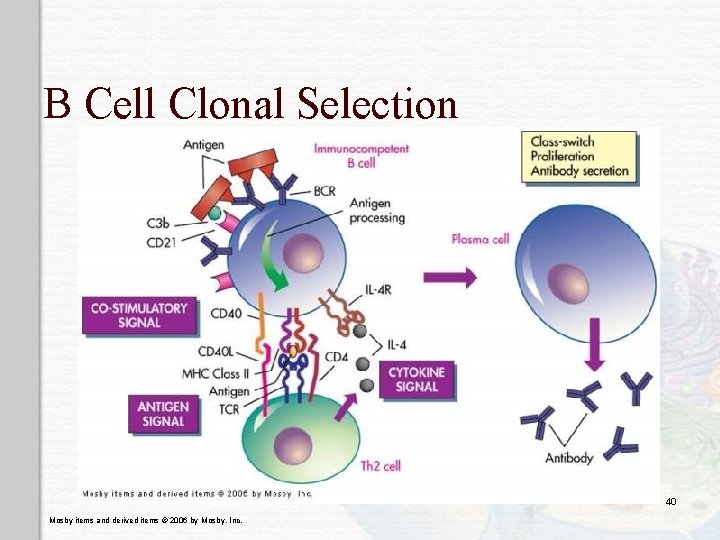 B Cell Clonal Selection 40 Mosby items and derived items © 2006 by Mosby,