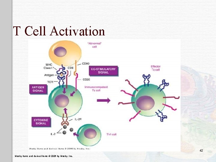 T Cell Activation 42 Mosby items and derived items © 2006 by Mosby, Inc.