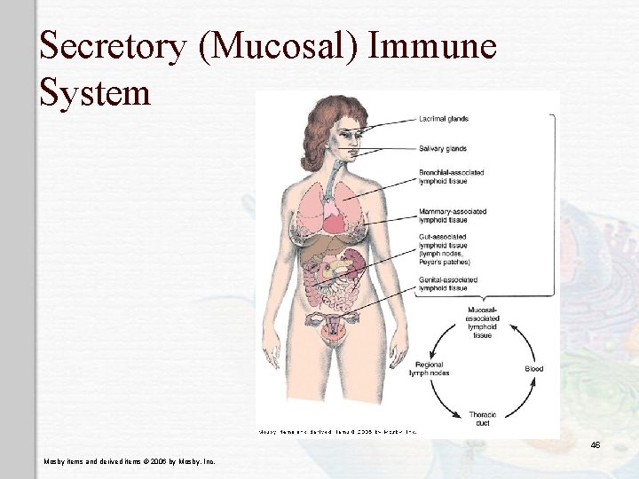 Secretory (Mucosal) Immune System 46 Mosby items and derived items © 2006 by Mosby,