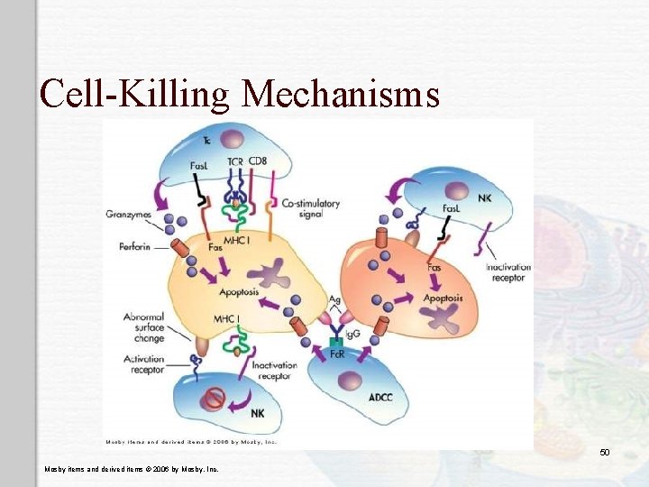 Cell-Killing Mechanisms 50 Mosby items and derived items © 2006 by Mosby, Inc. 