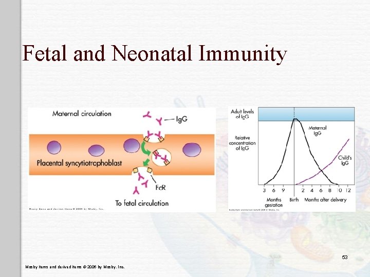 Fetal and Neonatal Immunity 53 Mosby items and derived items © 2006 by Mosby,