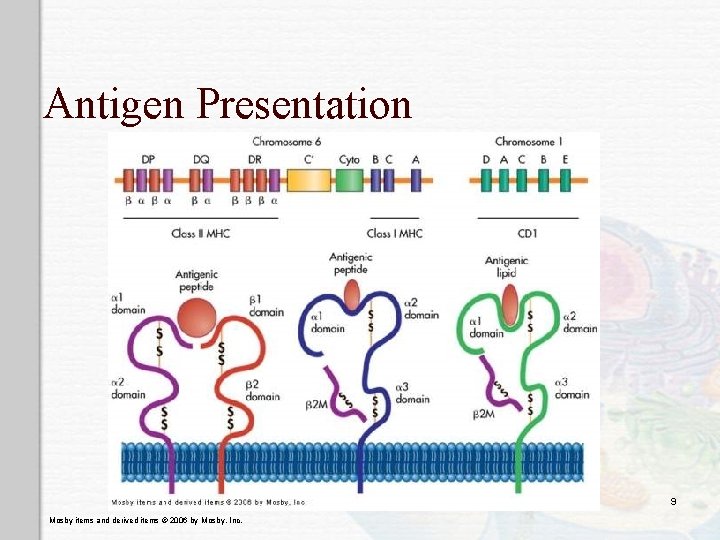 Antigen Presentation 9 Mosby items and derived items © 2006 by Mosby, Inc. 