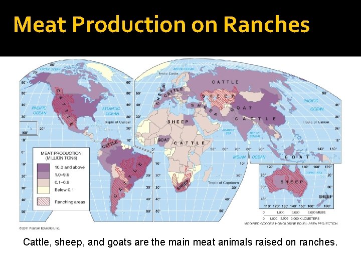 Meat Production on Ranches Cattle, sheep, and goats are the main meat animals raised