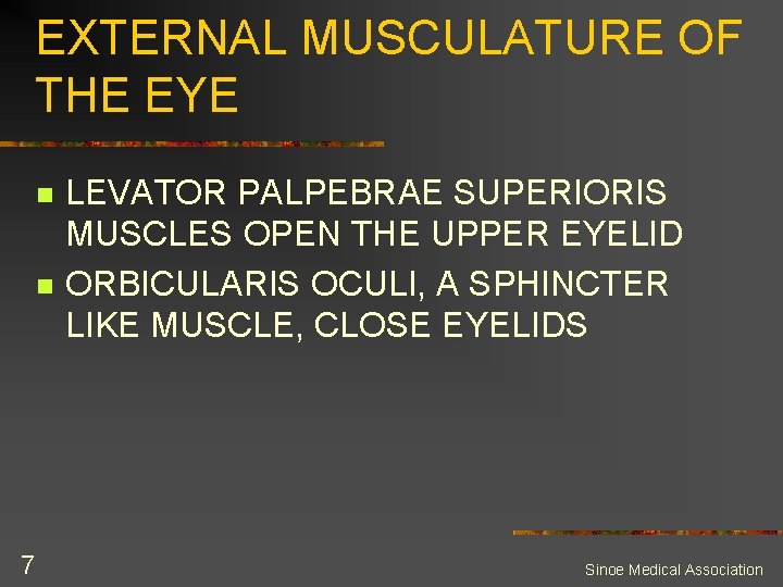 EXTERNAL MUSCULATURE OF THE EYE n n 7 LEVATOR PALPEBRAE SUPERIORIS MUSCLES OPEN THE
