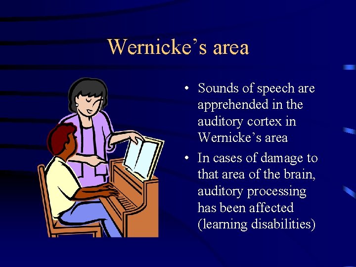 Wernicke’s area • Sounds of speech are apprehended in the auditory cortex in Wernicke’s Wernicke’s area • Sounds of speech are apprehended in the auditory cortex in Wernicke’s