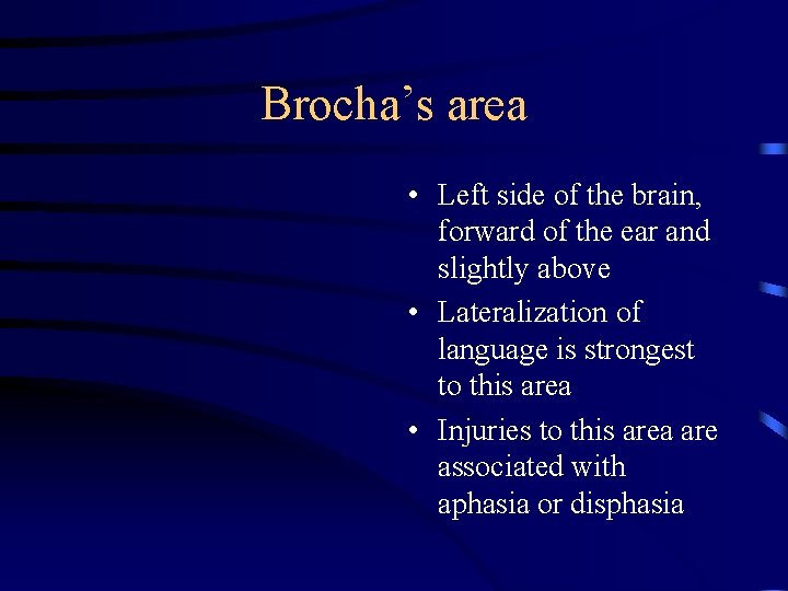 Brocha’s area • Left side of the brain, forward of the ear and slightly