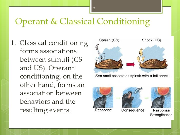 2 Operant & Classical Conditioning 1. Classical conditioning forms associations between stimuli (CS and