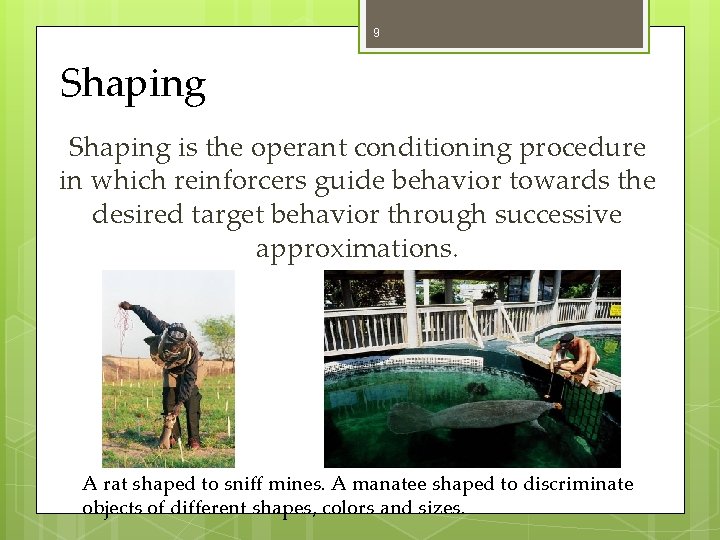 9 Shaping is the operant conditioning procedure in which reinforcers guide behavior towards the