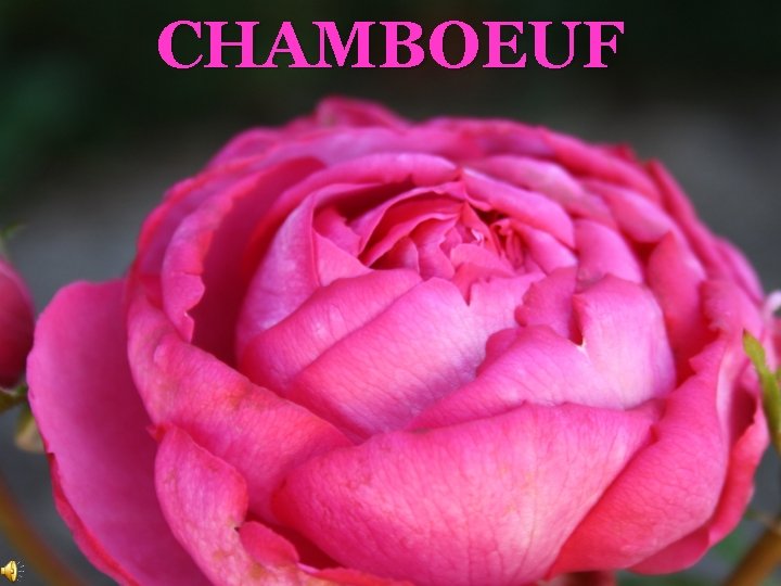 CHAMBOEUF 