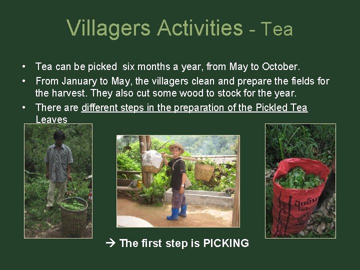 Villagers Activities - Tea • Tea can be picked six months a year, from