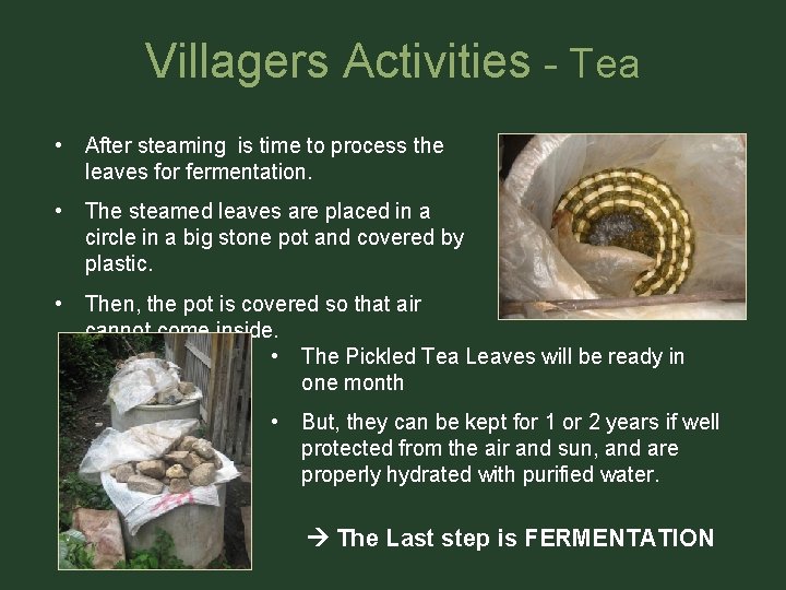 Villagers Activities - Tea • After steaming is time to process the leaves for