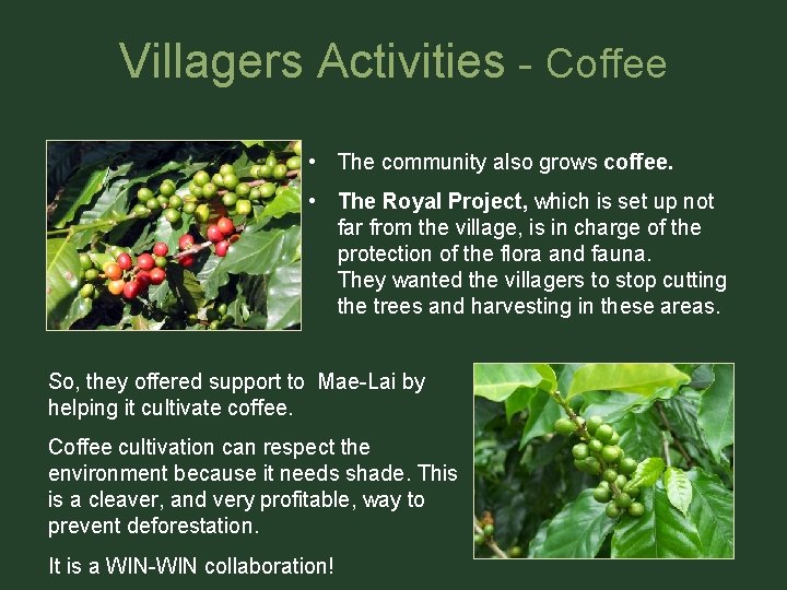 Villagers Activities - Coffee • The community also grows coffee. • The Royal Project,