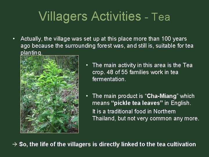 Villagers Activities - Tea • Actually, the village was set up at this place