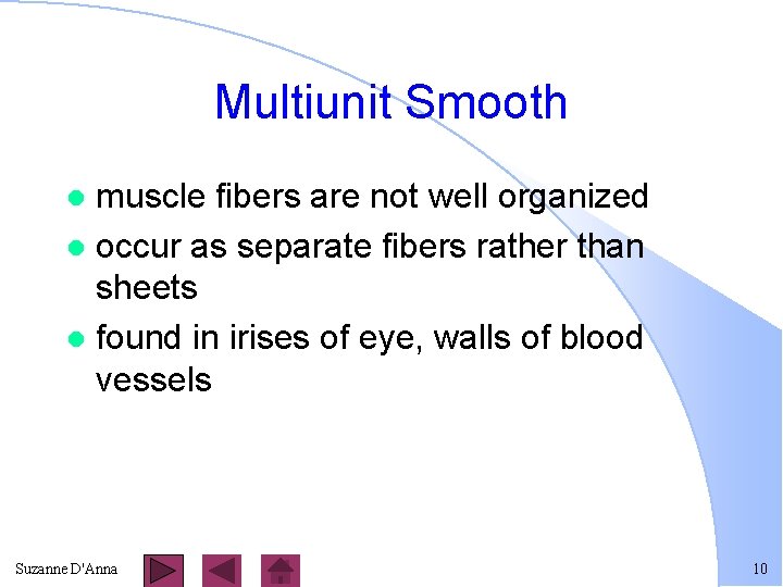 Multiunit Smooth muscle fibers are not well organized l occur as separate fibers rather