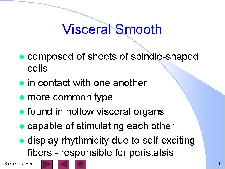 Visceral Smooth composed of sheets of spindle-shaped cells l in contact with one another