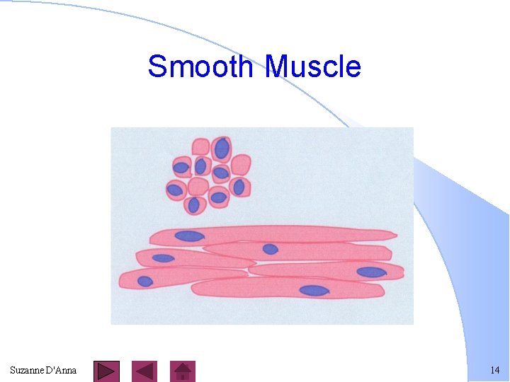 Smooth Muscle Suzanne D'Anna 14 