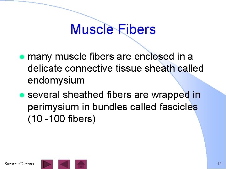 Muscle Fibers many muscle fibers are enclosed in a delicate connective tissue sheath called