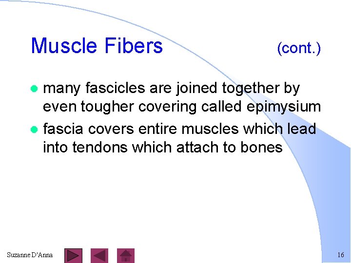 Muscle Fibers (cont. ) many fascicles are joined together by even tougher covering called