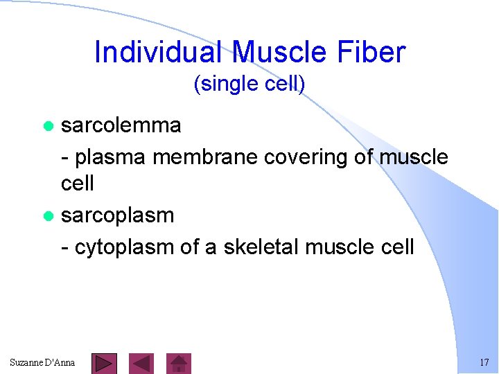Individual Muscle Fiber (single cell) sarcolemma - plasma membrane covering of muscle cell l
