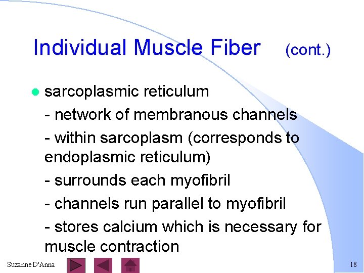 Individual Muscle Fiber l (cont. ) sarcoplasmic reticulum - network of membranous channels -