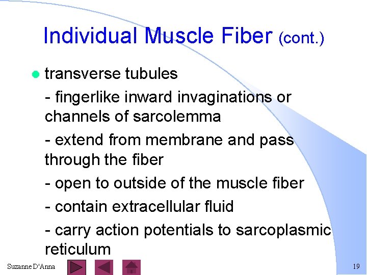 Individual Muscle Fiber (cont. ) l transverse tubules - fingerlike inward invaginations or channels