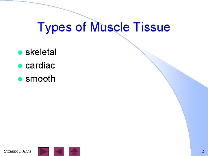 Types of Muscle Tissue skeletal l cardiac l smooth l Suzanne D'Anna 2 