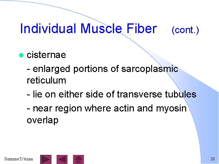 Individual Muscle Fiber l (cont. ) cisternae - enlarged portions of sarcoplasmic reticulum -