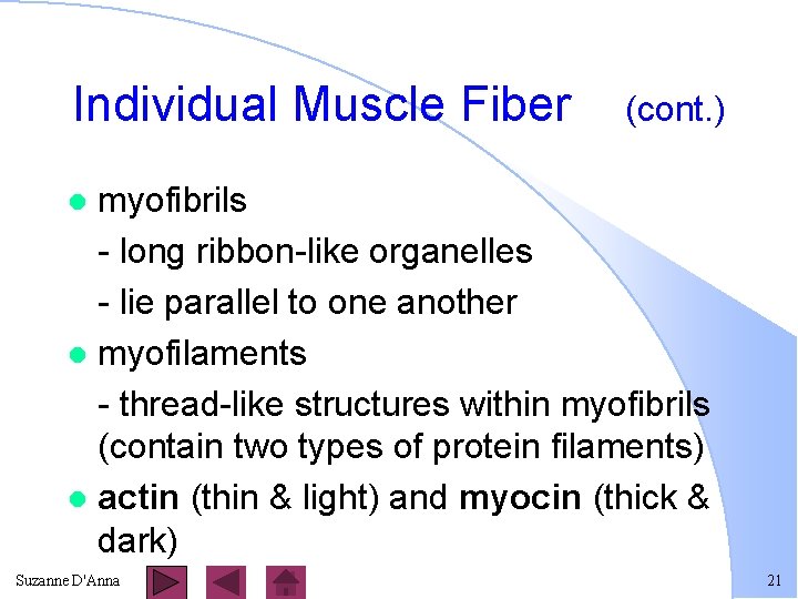 Individual Muscle Fiber (cont. ) myofibrils - long ribbon-like organelles - lie parallel to