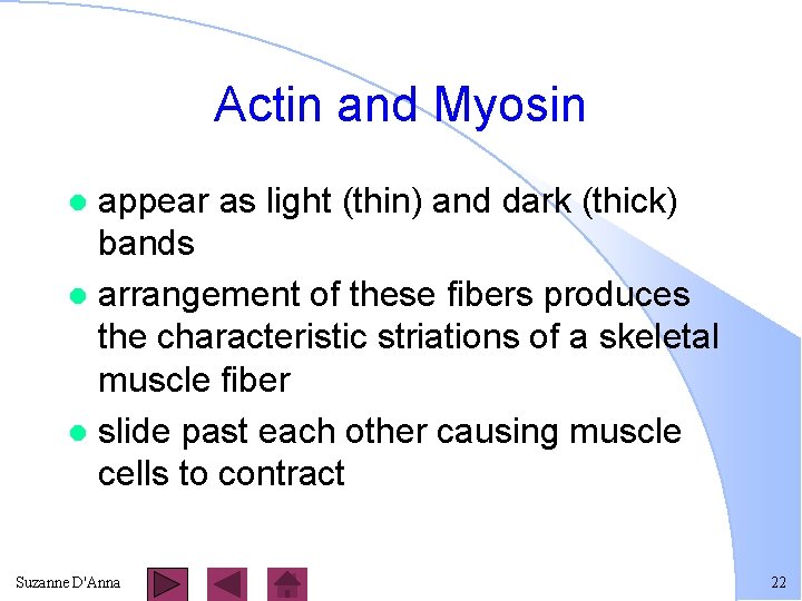 Actin and Myosin appear as light (thin) and dark (thick) bands l arrangement of