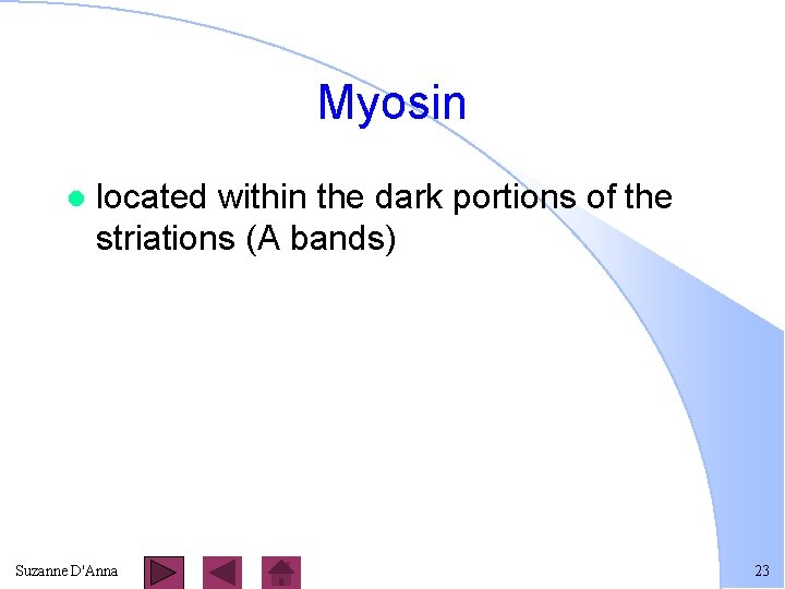 Myosin l located within the dark portions of the striations (A bands) Suzanne D'Anna