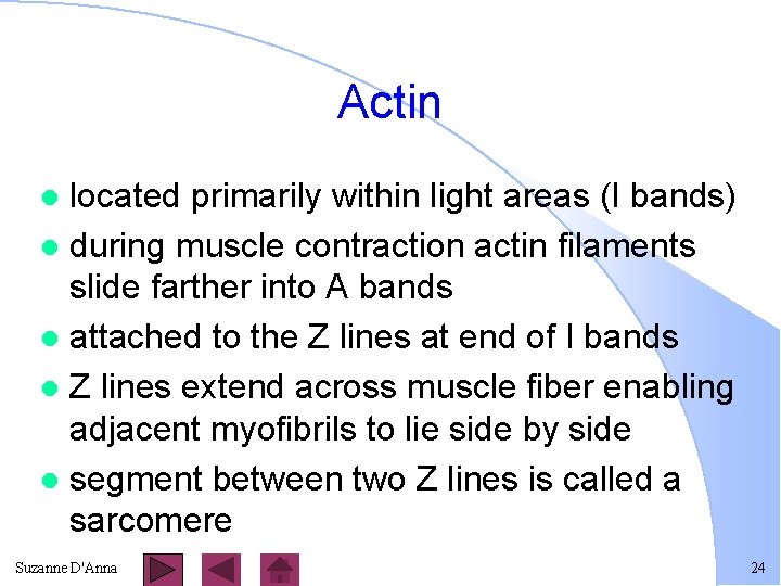 Actin located primarily within light areas (I bands) l during muscle contraction actin filaments