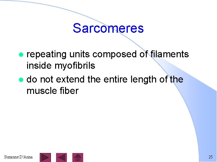 Sarcomeres repeating units composed of filaments inside myofibrils l do not extend the entire