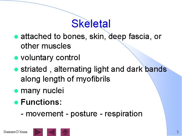 Skeletal attached to bones, skin, deep fascia, or other muscles l voluntary control l