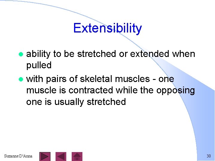 Extensibility ability to be stretched or extended when pulled l with pairs of skeletal