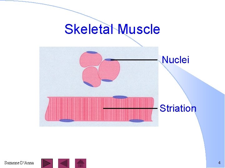 Skeletal Muscle Nuclei Striation Suzanne D'Anna 4 