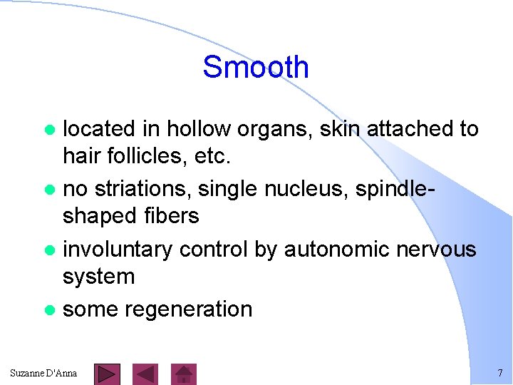 Smooth located in hollow organs, skin attached to hair follicles, etc. l no striations,