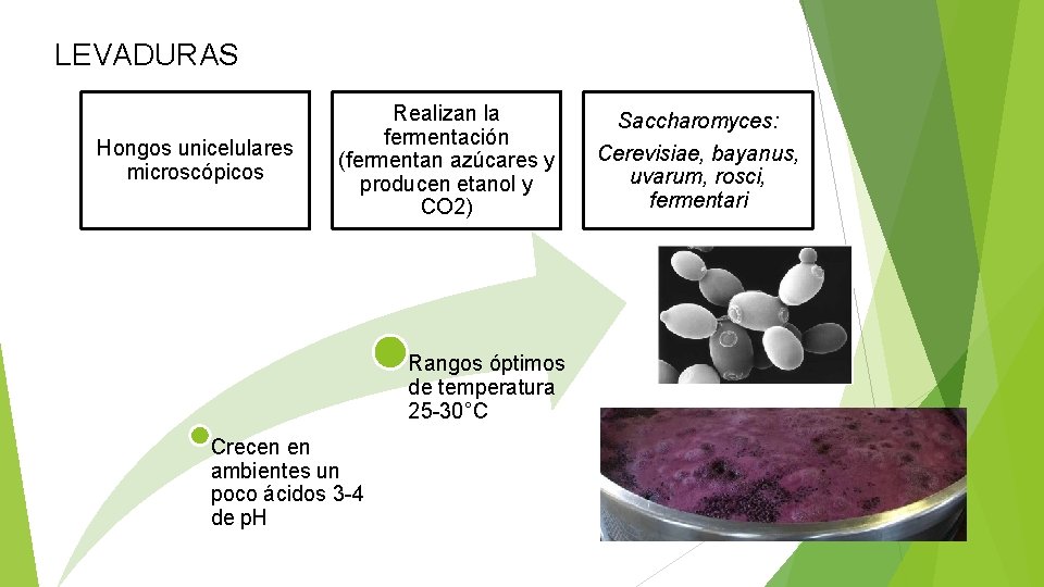 LEVADURAS Hongos unicelulares microscópicos Realizan la fermentación (fermentan azúcares y producen etanol y CO